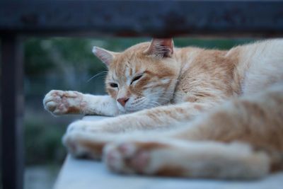 Close-up of cat sleeping