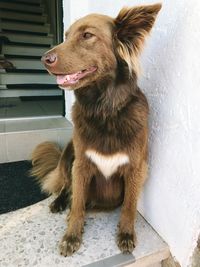 Close-up of a dog looking away