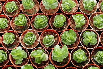 Directly above view of plants at greenhouse