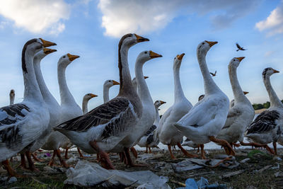 Close-up of birds on field