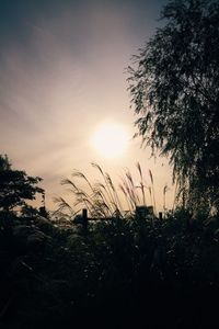 Plants growing on field at sunset