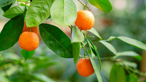 Ripe juicy tangerines in greenery on tree branches.