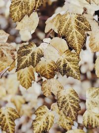 Close-up of autumn leaves