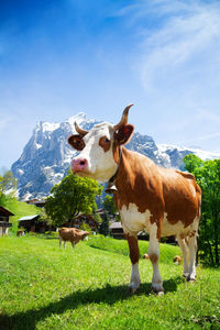 Cows on field against sky