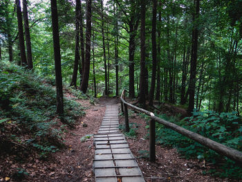 View of boardwalk in forest