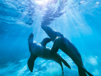 Seals swimming undersea