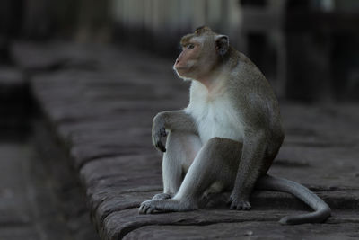 Long-tailed macaque sits on wall facing left