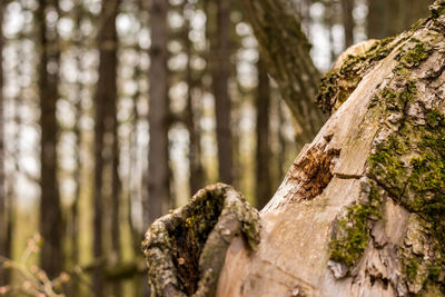 Close-up of tree trunk in forest