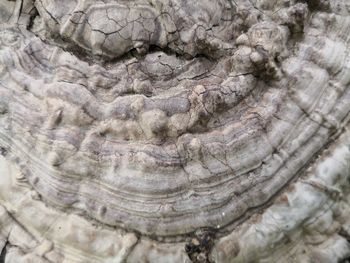 Full frame shot of a tree trunk