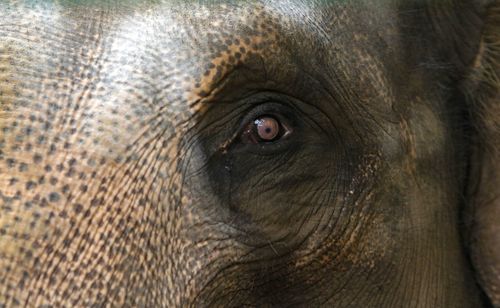 Close-up of elephant