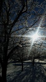 Bare trees against sky