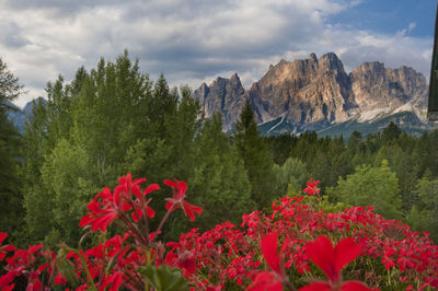 Scenic view of flowering plants against sky