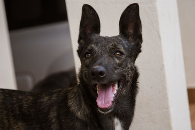 Close-up portrait of a dog