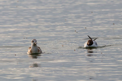 Ducks swimming in a lake