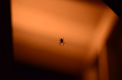 Close-up of spider on white surface