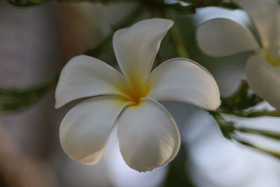 Close-up of white flowering plant