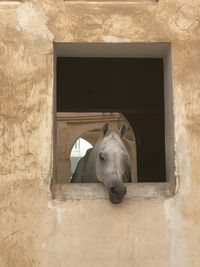 Portrait of a horse in stable