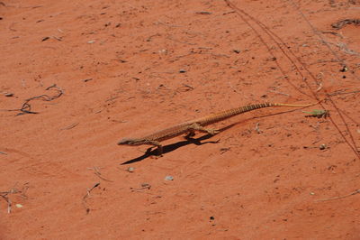 High angle view of a horse on sand