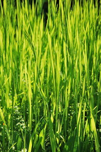 Full frame shot of wheat field