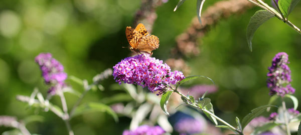 Close-up of butterfly pollinating on purple flower