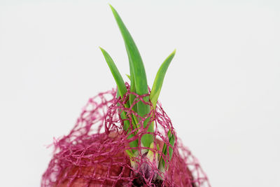 Close-up of plant against white background