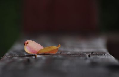 Close-up of orange falling on leaves on wood