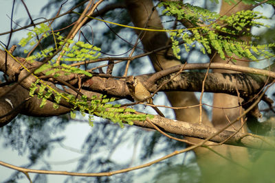 Close-up of lizard on tree
