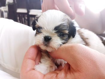 Midsection of person holding puppy