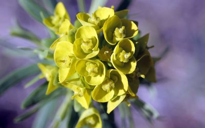 Close-up of yellow flowering plant