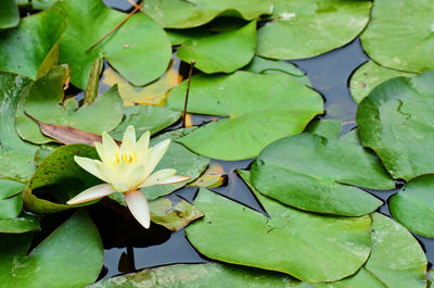 Close-up of lotus water lily in water