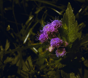 Close-up of purple flowers