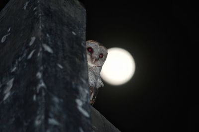 Close-up of a bird on tree trunk