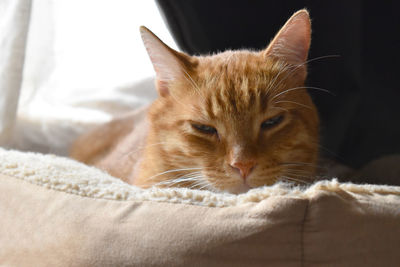 Close-up of a cat