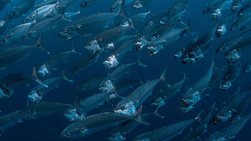 High angle view of fish swimming in sea