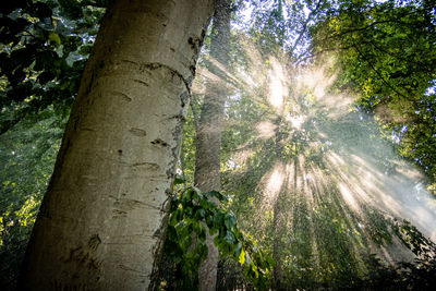 Low angle view of trees in forest