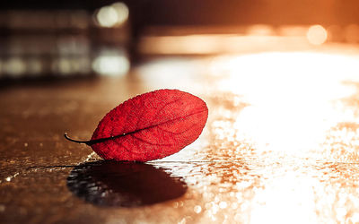 Close-up of red rose