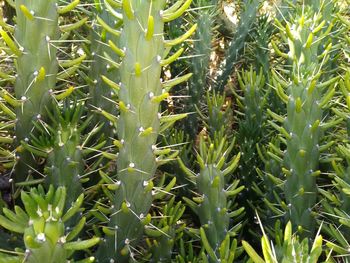 Full frame shot of succulent plant on field