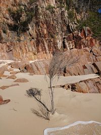 Trees growing in desert