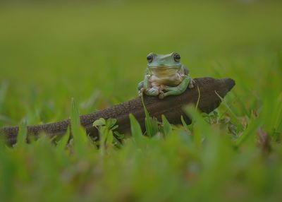 Close-up of frog on land