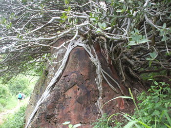 Close-up of tree in forest