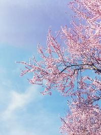 Low angle view of flower tree against sky