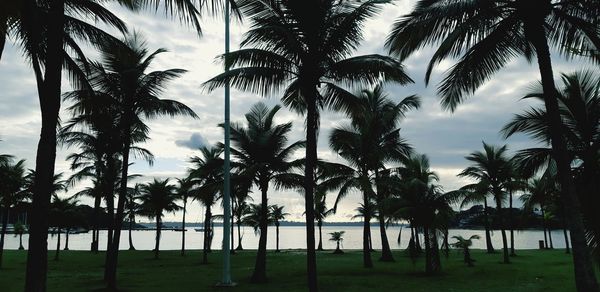 Silhouette palm trees on beach against sky