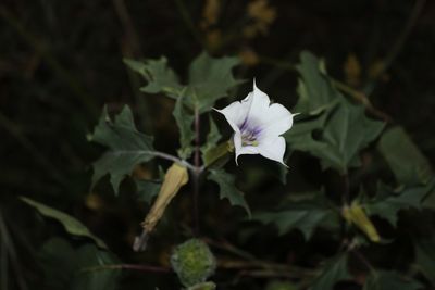Close-up of white flowers