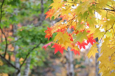 Close-up of maple leaves on plant during autumn