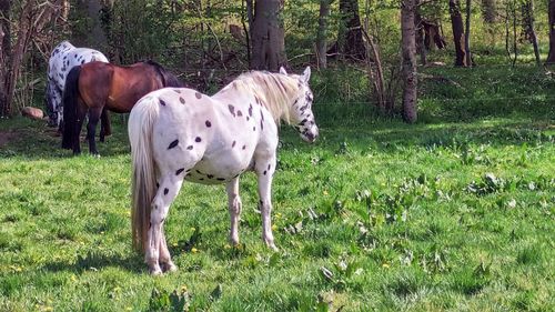 Horse standing on field