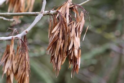 Close-up of dry leaves hanging on plant