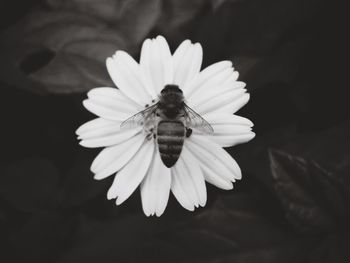 Close-up of insect pollinating flower