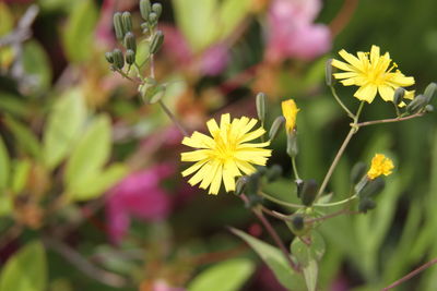 Close-up of yellow flowering plant