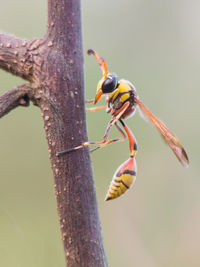 Close-up of insect on tree