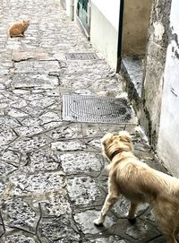 Dog on a wall